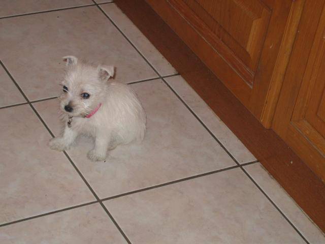 WEST HIGHLAND WHITE TERRIER ... BIANCA-BELLA - West Highland White Terrier