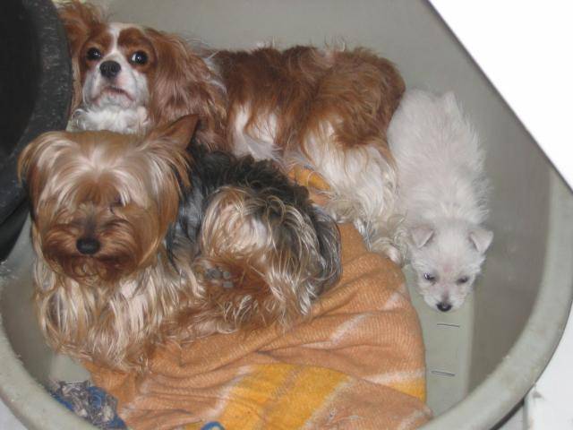 CAVALIER KING CHARLES ~~~YORK ~~~WESTIE - West Highland White Terrier