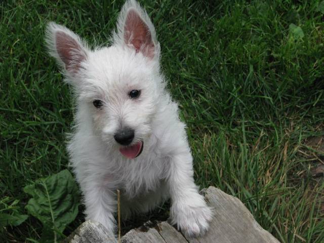 westie - West Highland White Terrier