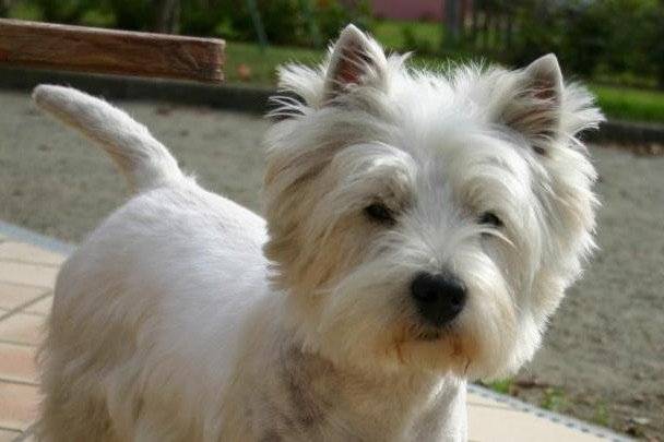 Westie Basic Instinct - West Highland White Terrier