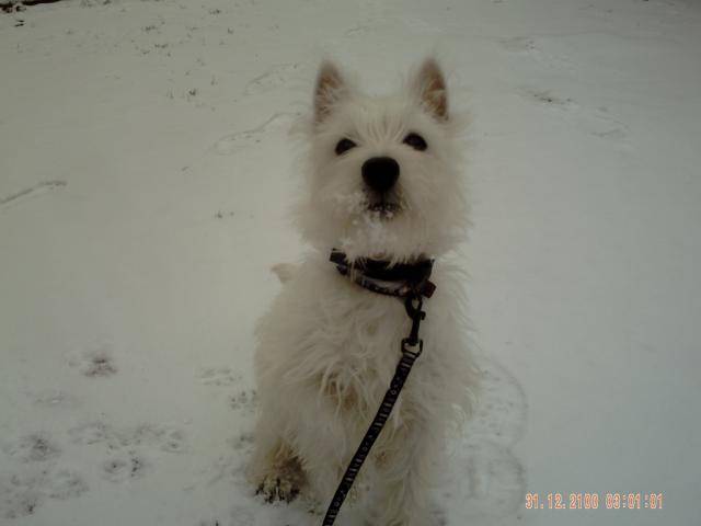 WESTIE - West Highland White Terrier