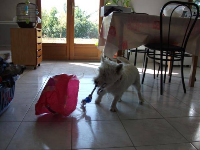 WESTIE - West Highland White Terrier