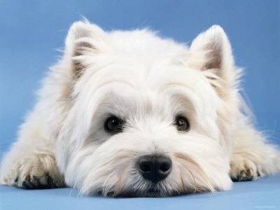 coco - West Highland White Terrier Mâle (6 mois)