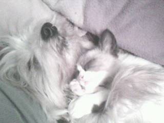 nika - West Highland White Terrier Femelle (9 ans)