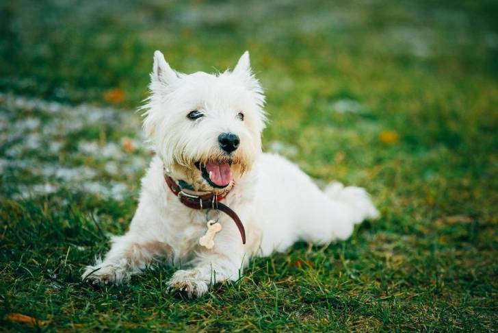 Photo West Highland White Terrier