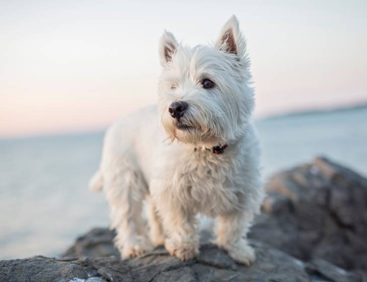 Un Westie blanc debout sur un rocher devant la mer