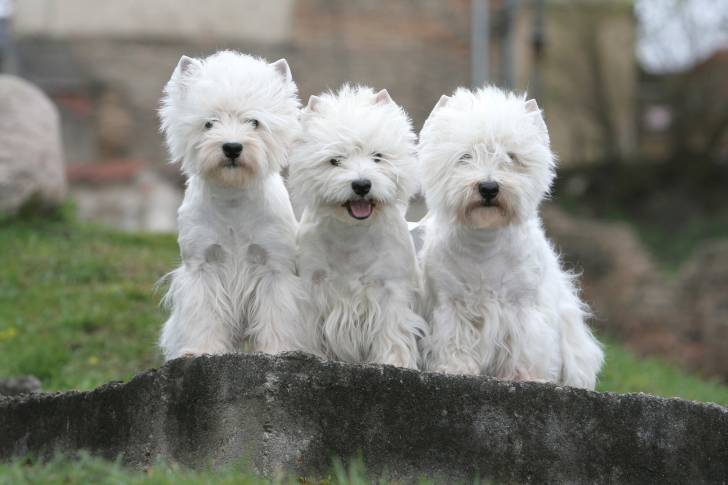 Photo West Highland White Terrier