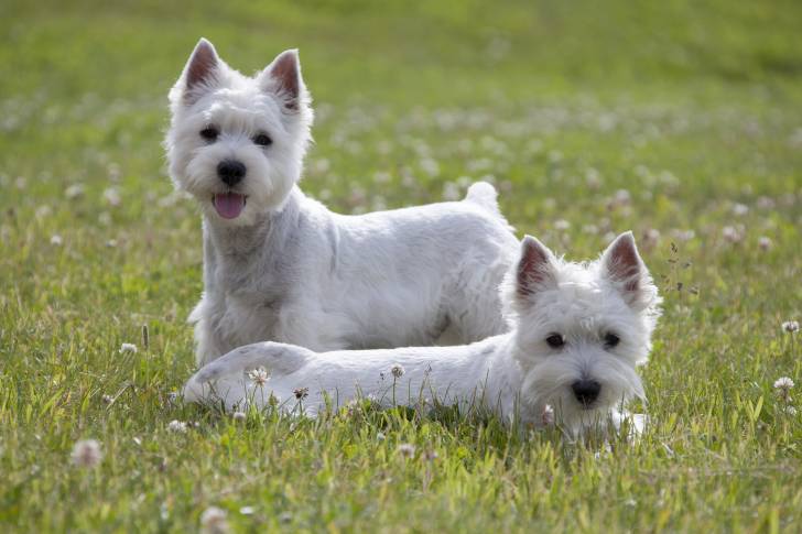 Photo West Highland White Terrier