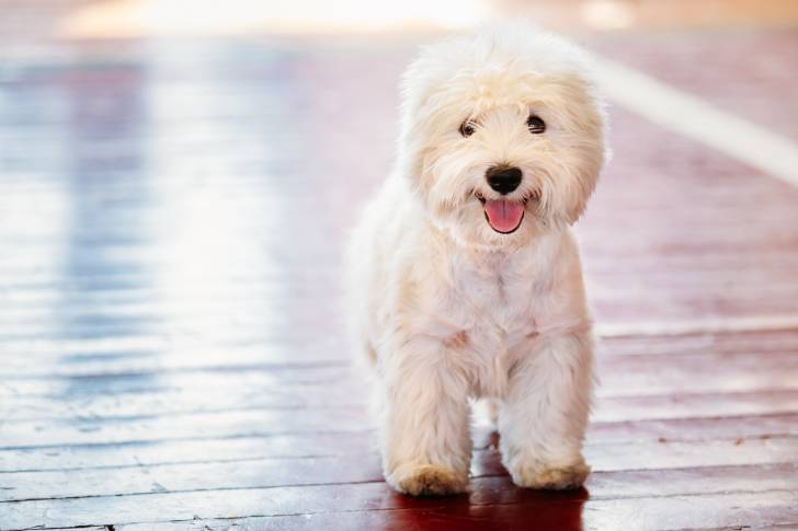 Photo West Highland White Terrier