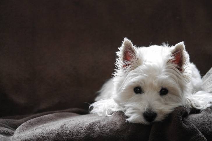 Photo West Highland White Terrier