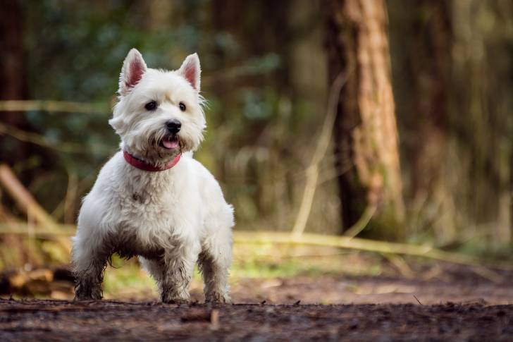 Photo West Highland White Terrier
