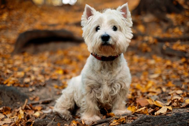 Un Westie regardant de face et entouré de feuilles d'arbres