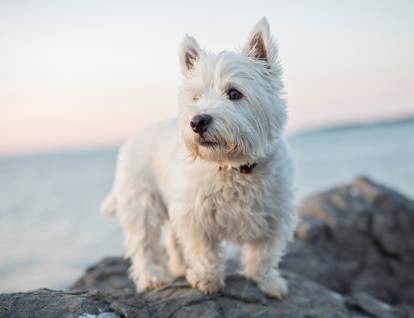 Un Westie blanc debout sur un rocher devant la mer