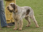 Photo Spinone Italiano