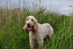 Photo Spinone Italiano