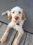 Gabby - Spinone Italiano Mâle