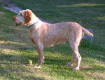 Daisy - Spinone Italiano