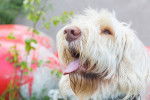 Photo Spinone Italiano