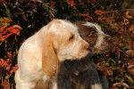Photo Spinone Italiano
