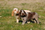 Photo Spinone Italiano