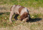 Photo Spinone Italiano