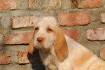 Photo Spinone Italiano
