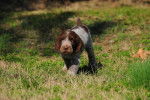 Photo Spinone Italiano