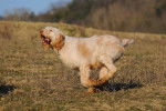 Photo Spinone Italiano