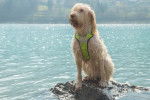 Photo Spinone Italiano