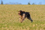 Photo Spinone Italiano