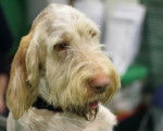 Photo Spinone Italiano