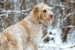 Photo Spinone Italiano