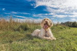 Photo Spinone Italiano