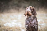 Photo Spinone Italiano