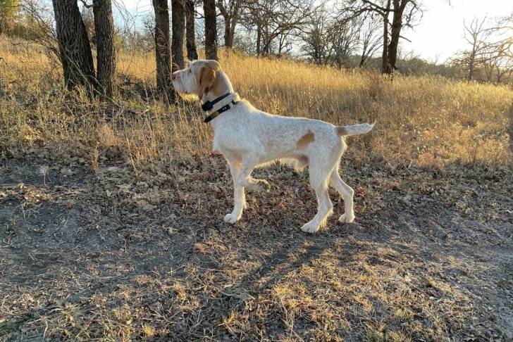 Un Spinone Italiano sur une surface herbacée et portant un collier autour du cou