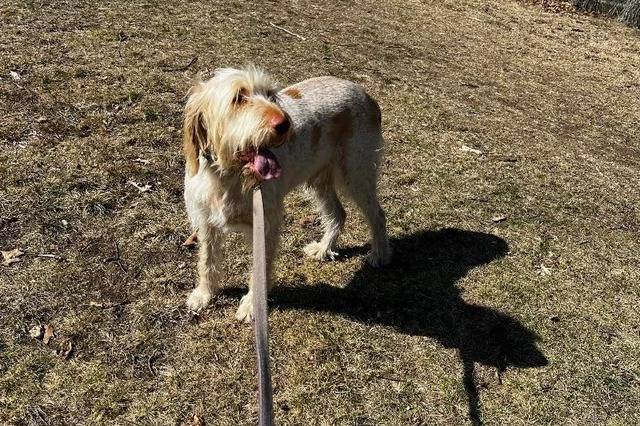 Un Spinone Italiano sur un terrain herbeux et qui est tenu en laisse 