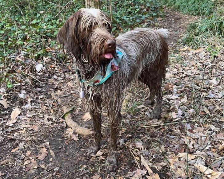 Un Spinone Italiano sur un sol jonchés de feuilles mortes et tirant la langue 