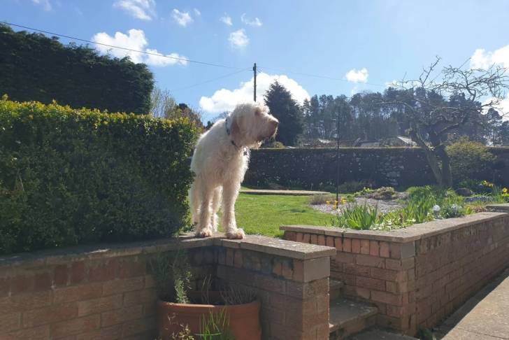 Un Spinone Italiano sur une surface bétonnée et portant un collier autour du cou