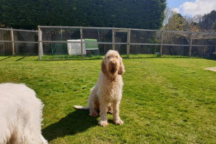 Un Spinone Italiano assis sur une surface gazonnée 