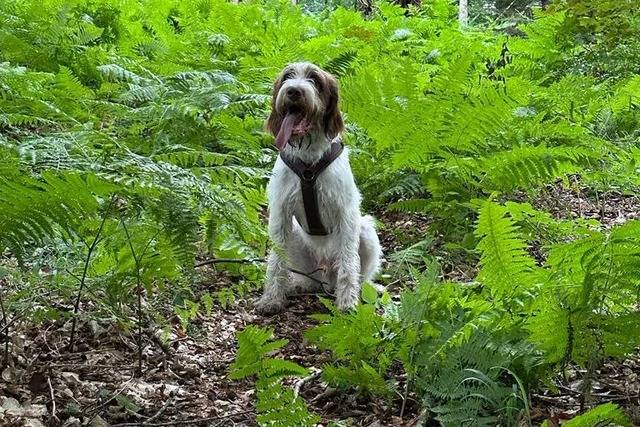 Un Spinone Italiano ayant la langue pendante et portant un harnais