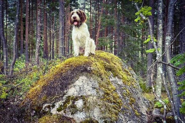 Un Spinone Italiano sur une surface herbacée et ayant la langue pendante 
