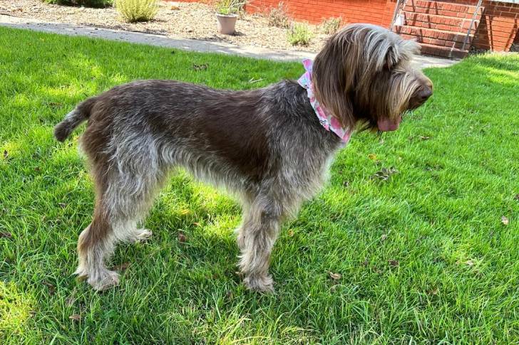 Un Spinone Italiano sur une surface gazonnée