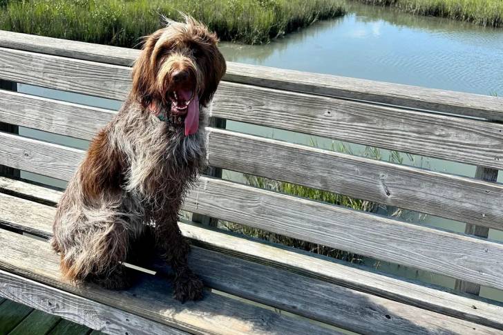 Un Spinone Italiano assis sur un banc en bois et ayant la langue pendante 