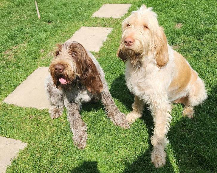 Deux Spinone Italiano assis sur une surface gazonnée 