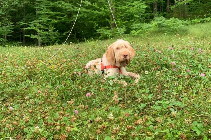 Un Spinone Italiano allongé sur une surface herbacée et portant un harnais 