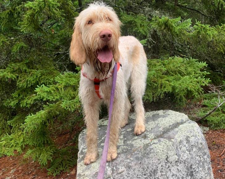 Un Spinone Italiano ayant la langue pendante et qui est tenu en laisse 