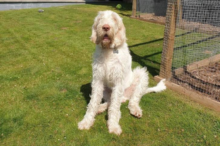 Un Spinone Italiano assis sur une surface gazonnée et portant un collier autour du cou