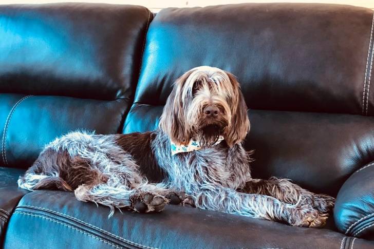 Un Spinone Italiano allongé sur un canapé et portant un foulard autour du cou