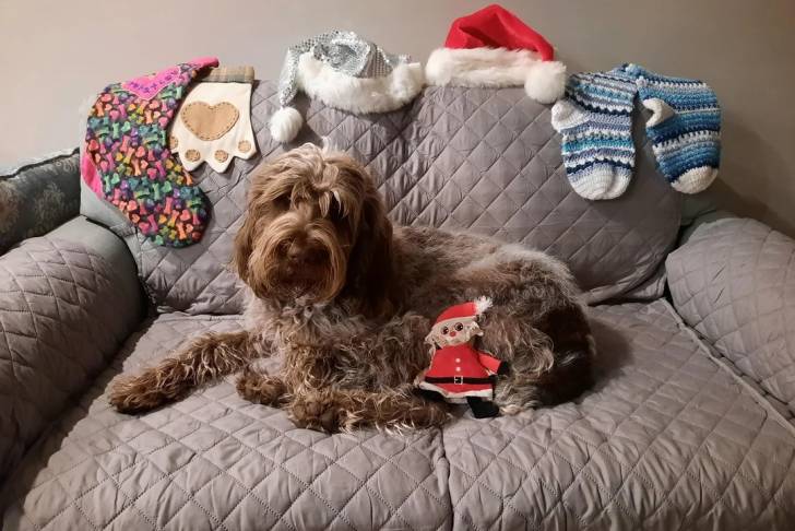 Un Spinone Italiano allongé sur un canapé et regardant vers la caméra 