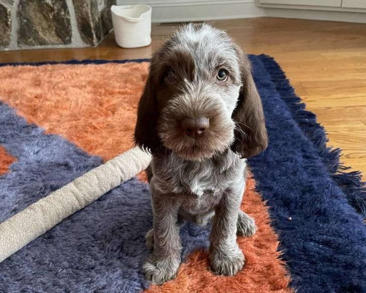 Un Spinone Italiano assis sur un tapis et semblant détendu